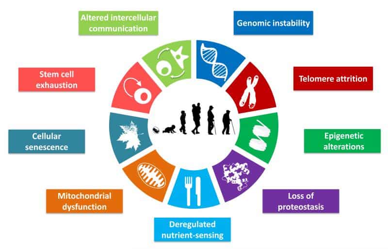 reasons of ageing - how to live longer